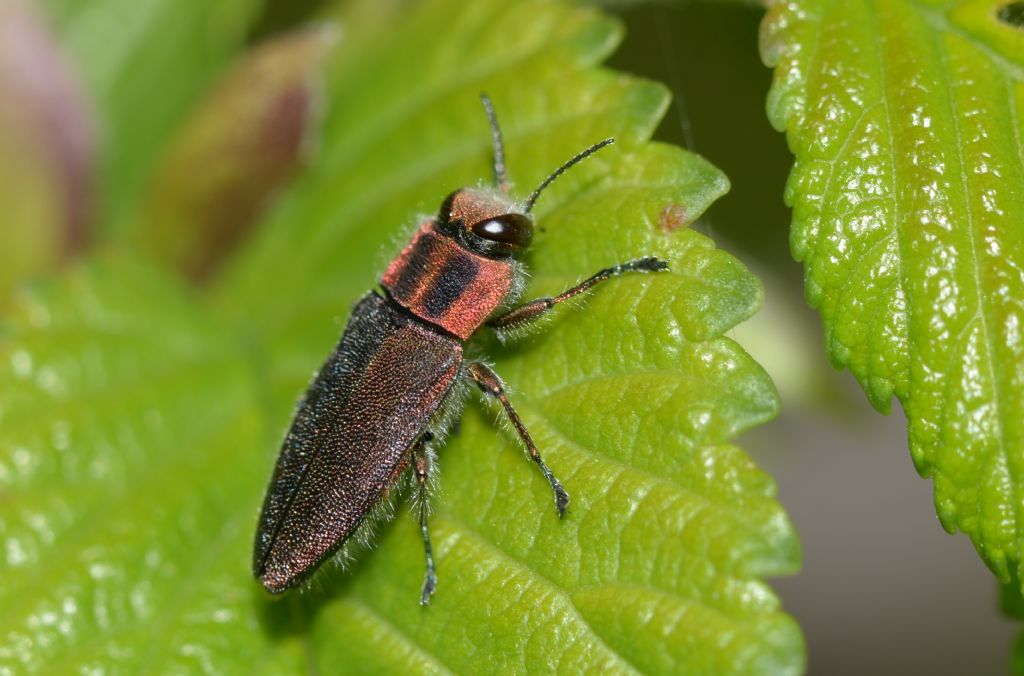 Buprestidae:  Anthaxia manca ?  S !